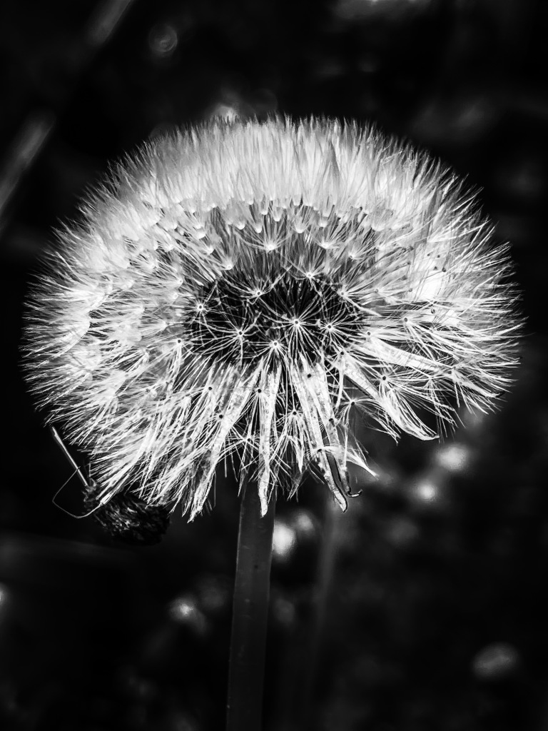 black and white photography of a dandelion
