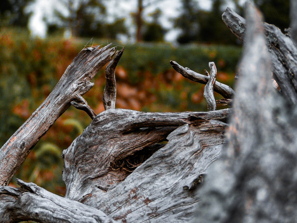 image of wood in a field
