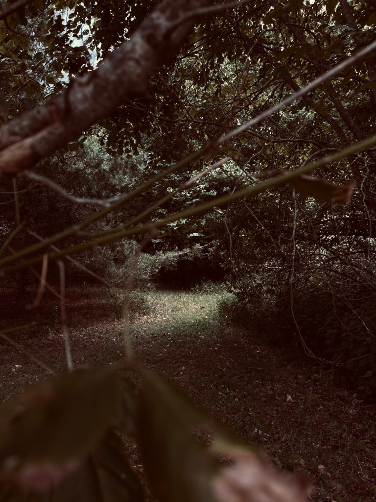 Photo of a sunlit forest path