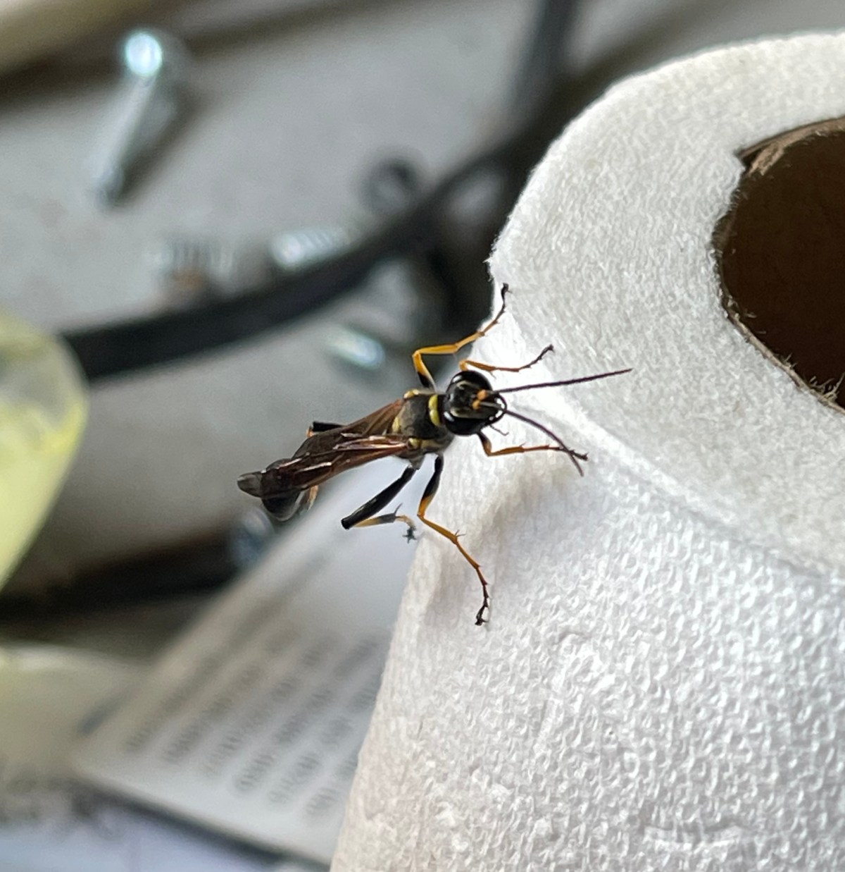 i can make you&nbsp;dance