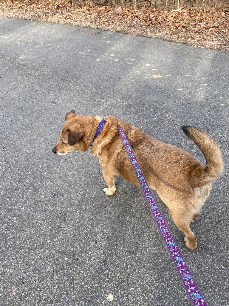 a dog walking down a road