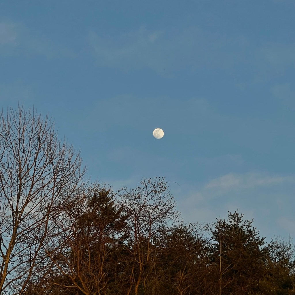 Full moon over forest tree line.