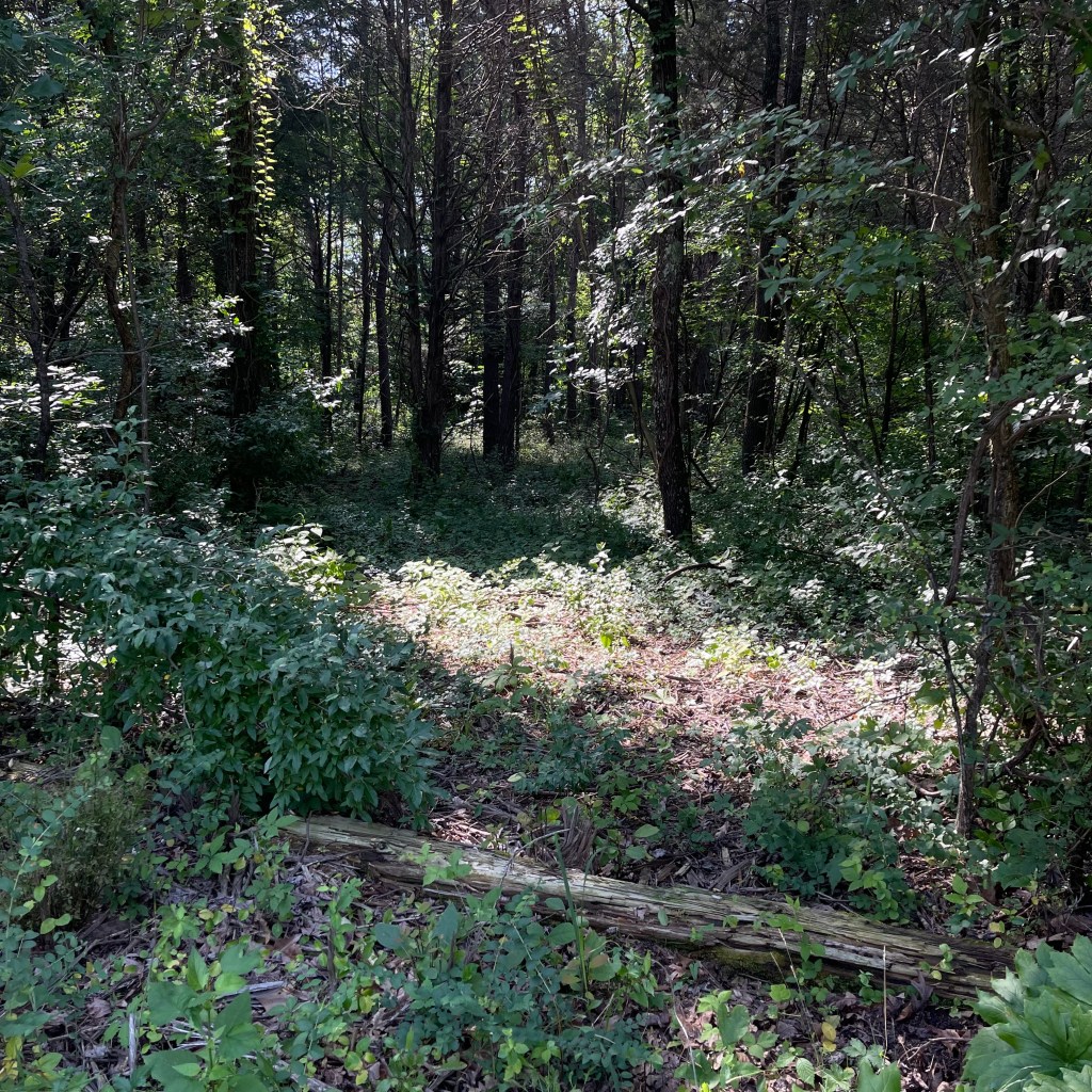 picture of a forest with dappled light