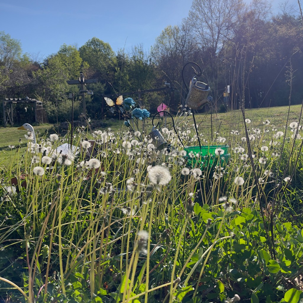 Field with a forest in the back and dandelions in the front.