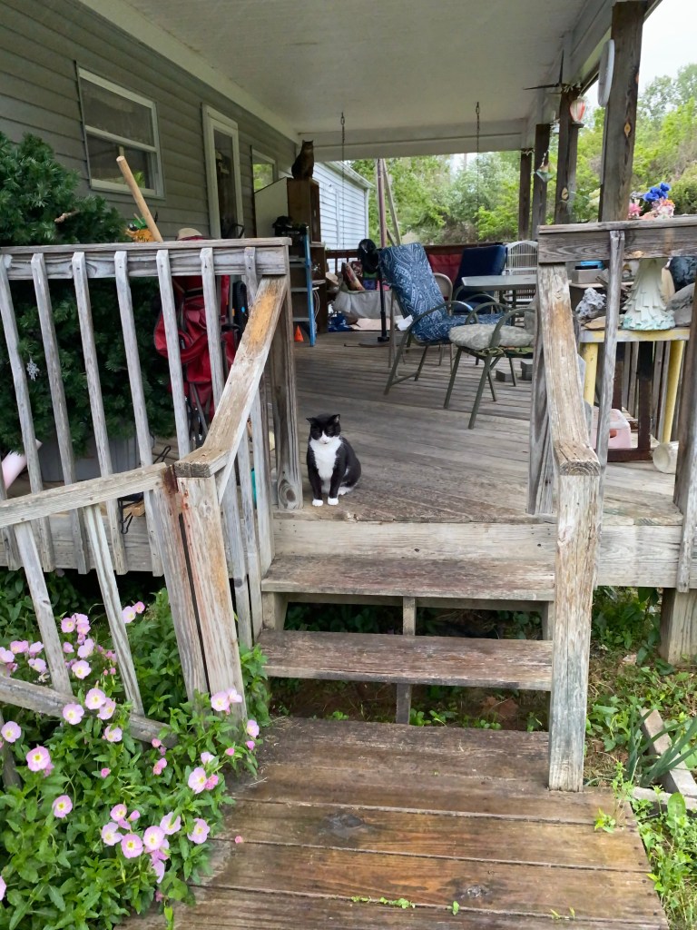 photo is of a porch with chairs and flowers. One cat is near the steps, and another cat is in the background.