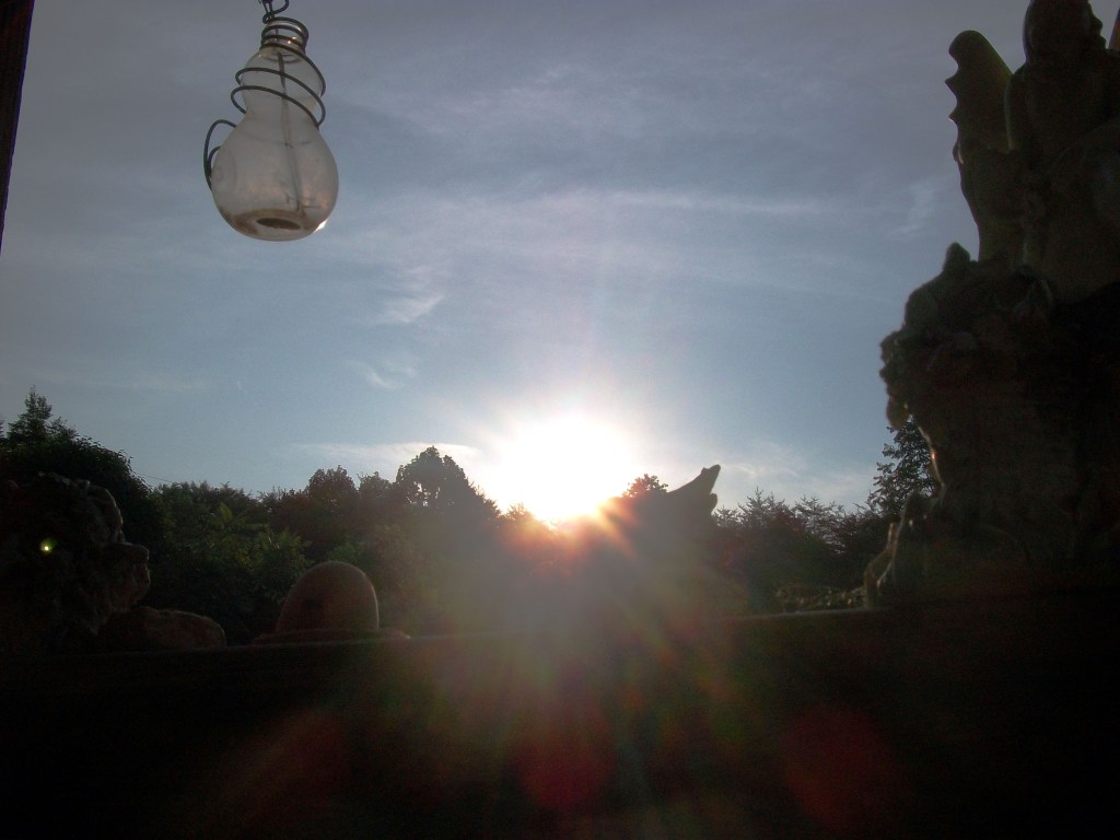Nature scene of a forest with the sunrising over the treetops