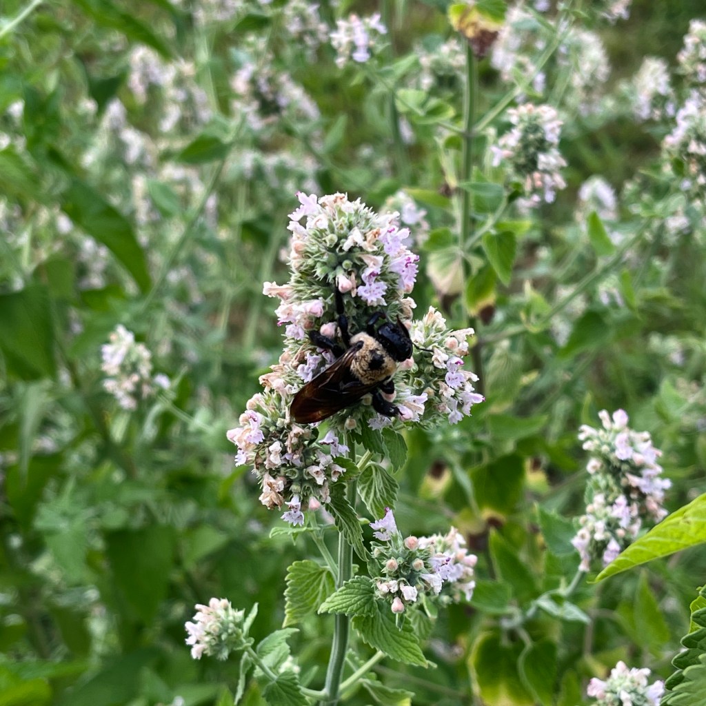 Bee enjoying some delightful goodies from a flower.