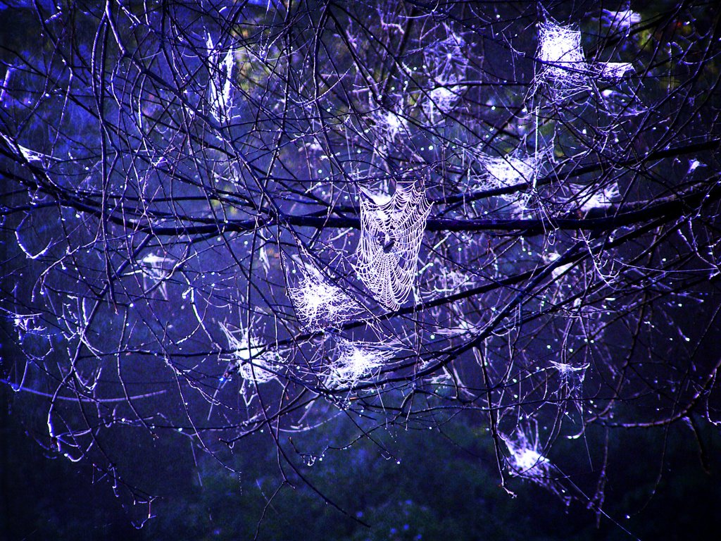 spider webs in a tree in the dark