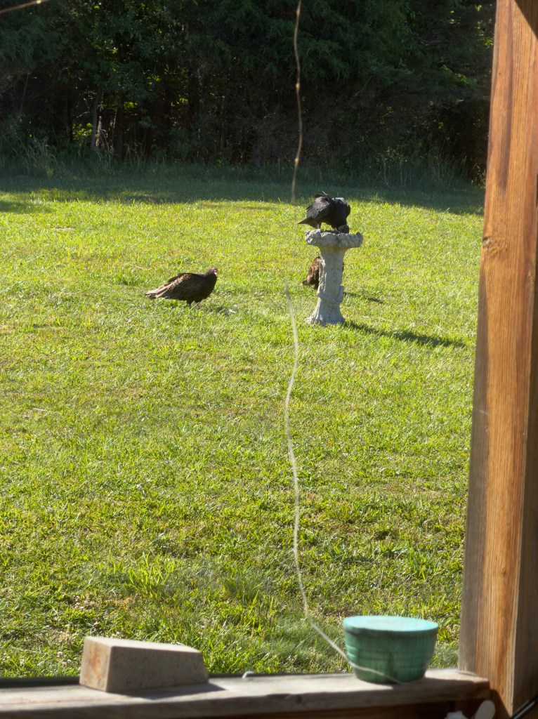 Turkey vultures hanging out in a yard.